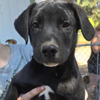 American Staffordshire Terrier and Black Labrador Retriever Dogs Available for Adoption in Klamath Falls, Oregon - Bear | PetCurious