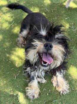 Frieze -  Maltese and Poodle Dog for Adoption in Ramona, California - Frieze | PetCurious