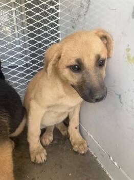 Stardust - URGENT -  Shepherd Dog for Adoption in Thousand Oaks, California - Stardust - URGENT | PetCurious