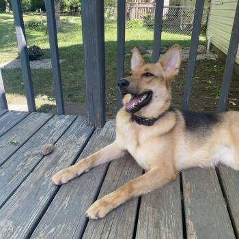 Rescue German Shepherd Dog Dogs for Adoption in Roachdale, Indiana - Silo | PetCurious