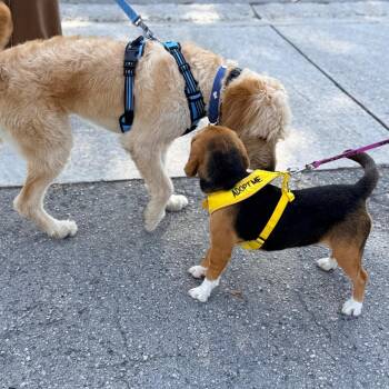 Rosie Belle -  Beagle Dog Available for Adoption in Miami, Florida - Rosie Belle | PetCurious