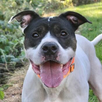 Rescue Mixed Breed Dogs for Adoption in Allentown, Pennsylvania - Froyo | PetCurious