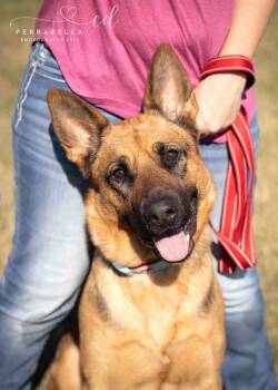 Rescue German Shepherd Dog Dogs for Adoption in West Richland, Washington - Swizzle | PetCurious