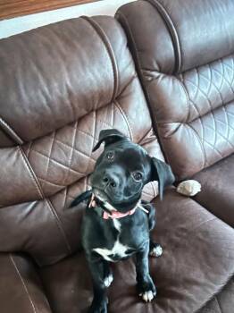 Toby -  Black Labrador Retriever Dog for Adoption in Pocatello, Idaho - Toby | PetCurious