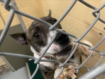AUTUMN -  Pit Bull Terrier and Mixed Breed Dog for Adoption in Tulsa, Oklahoma - AUTUMN | PetCurious
