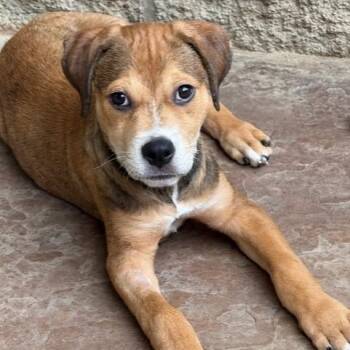 Rescue Labrador Retriever and Terrier Dogs for Adoption in Houston, Texas - WEAVER | PetCurious