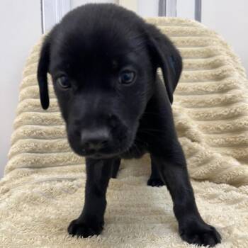 Magic Square -  Terrier and Chihuahua Dog for Adoption in Kanab, Utah - Magic Square | PetCurious