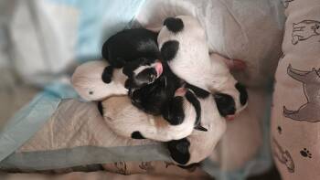 The "L" Litter of puppies -  Yorkshire Terrier Dog Available for Adoption in Atascadero, California - The "L" Litter Of Puppies | PetCurious