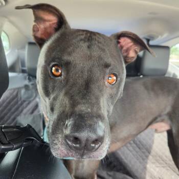 Bregman -  Boxer and Pit Bull Terrier Dog for Adoption in Houston, Texas - Bregman | PetCurious