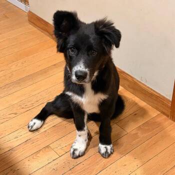 Rowdy -  Border Collie and Terrier Dog for Adoption in Bloomfield, Connecticut - Rowdy | PetCurious