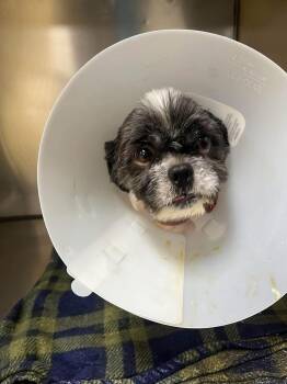 Maury -  Shih Tzu Dog for Adoption in Longmont, Colorado - Maury | PetCurious