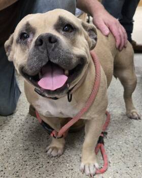 Bella -  Mixed Breed and Staffordshire Bull Terrier Dog for Adoption in Saint Clairsville, Ohio - Bella | PetCurious