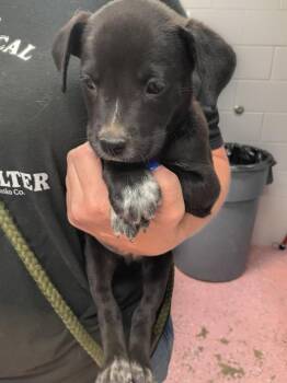 Ocean -  American Staffordshire Terrier Dog for Adoption in Pierceton, Indiana - Ocean | PetCurious