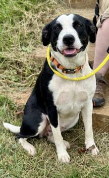 Precious -  Border Collie and Mountain Cur Dog for Adoption in Sparta, North Carolina - Precious | PetCurious