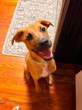 Grasshopper -  Terrier and Mixed Breed Dog for Adoption in Orlando, Florida - Grasshopper | PetCurious