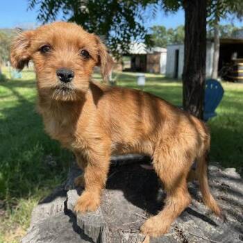 Terrier Dogs Available for Adoption in Sonoma, California - Sunset | PetCurious