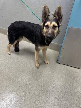 SARABETH -  German Shepherd Dog and Mixed Breed Dog for Adoption in Las Vegas, Nevada - SARABETH | PetCurious