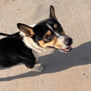 Jupiter -  Basenji and Mixed Breed Dog for Adoption in Abilene, Texas - Jupiter | PetCurious