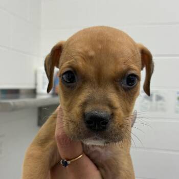 Carly -  Rat Terrier and Mixed Breed Dog for Adoption in Corpus Christi, Texas - Carly | PetCurious