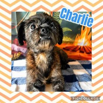 Charlie -  Shih Tzu Dog for Adoption in Ringwood, New Jersey - Charlie | PetCurious
