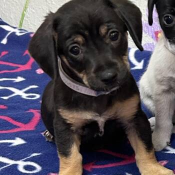 Theodore -  Mixed Breed Dog for Adoption in Jupiter, Florida - Theodore | PetCurious