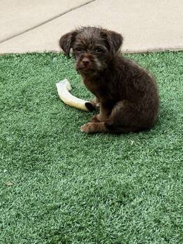 coco -  Miniature Schnauzer Dog for Adoption in Tustin, California - Coco | PetCurious
