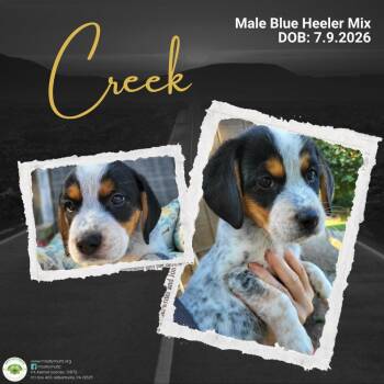 Creek -  Australian Cattle Dog Blue Heeler Dog for Adoption in Pottstown, Pennsylvania - Creek | PetCurious