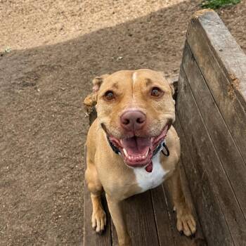 Quinn -  Mixed Breed Dog for Adoption in Medford, Oregon - Quinn | PetCurious