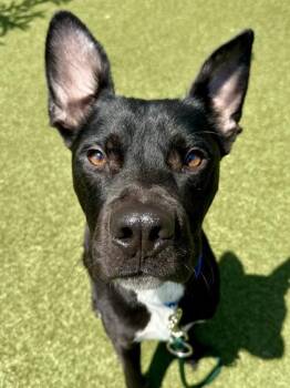 Blaze -  Mixed Breed Dog for Adoption in Wichita, Kansas - Blaze | PetCurious