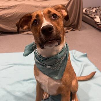 Aaron -  Mixed Breed Dog for Adoption in Canal Winchester, Ohio - Aaron | PetCurious