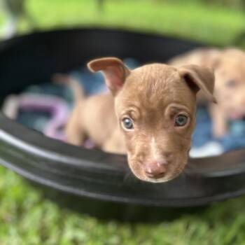 Mixed Breed Dogs Available for Adoption in Keaau, Hawaii - Down Under Litter : Zealand | PetCurious