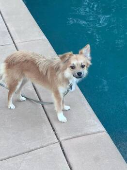 26Instinct -  Chihuahua Dog for Adoption in Shingle Springs, California - 26Instinct | PetCurious