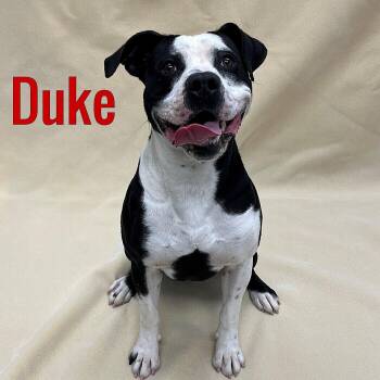 Duke -  Mixed Breed Dog for Adoption in Pleasantville, New Jersey - Duke | PetCurious