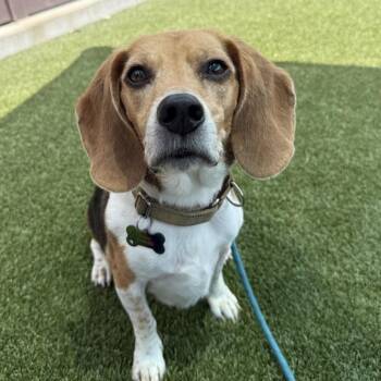 Trooper -  Beagle Dog for Adoption in Mt. Juliet, Tennessee - Trooper | PetCurious