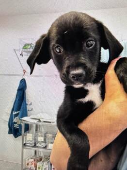 Artemis -  Shepherd Dog Available for Adoption in Brookings, Oregon - Artemis | PetCurious