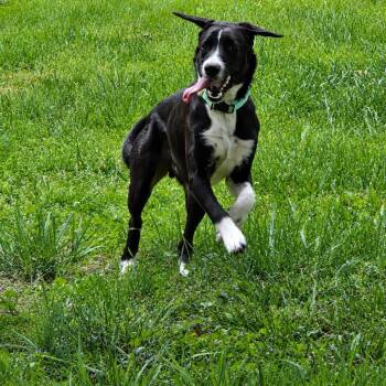 Axle -  Hound and Pointer Dog for Adoption in Chatham, New Jersey - Axle | PetCurious