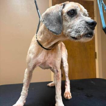 Jack -  Miniature Poodle and Mixed Breed Dog for Adoption in Wichita, Kansas - Jack | PetCurious
