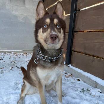 Husky and German Shepherd Dog Dogs Available for Adoption - MJ | PetCurious