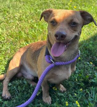 Neal -  Dachshund Dog for Adoption in Howes Cave, New York - Neal | PetCurious