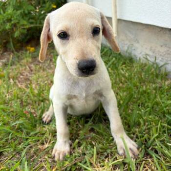 BRIELLE -  Labrador Retriever Dog for Adoption in Waterford, New Jersey - BRIELLE | PetCurious