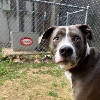 Mixed Breed Dogs Available for Adoption - 02/11/2026-Stray-MaconRoad | PetCurious