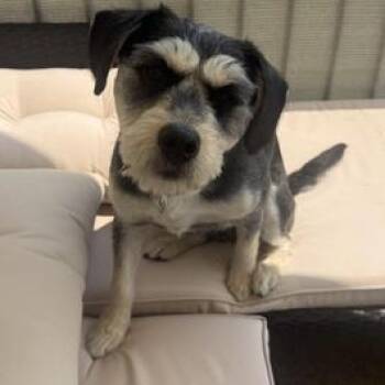Zosha READY -  Miniature Schnauzer and Terrier Dog for Adoption in Liverpool, Texas - Zosha READY | PetCurious