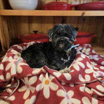Rescue Shih Tzu Dogs for Adoption in Whitewater, Wisconsin - Bandit | PetCurious