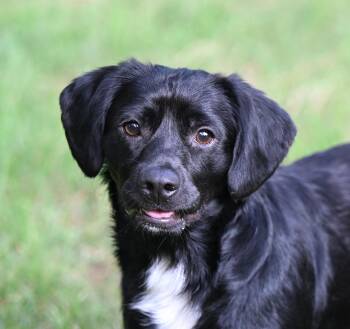 Goggles -  Dachshund and Border Collie Dog for Adoption in Falmouth, Maine - Goggles | PetCurious