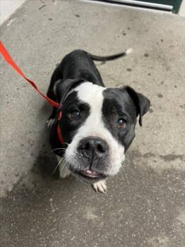 Rescue Pit Bull Terrier Dogs for Adoption in Woodland, California - LUNA | PetCurious