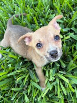 Dessert Litter - Strawberry Shortcake -  Chihuahua Dog for Adoption in Aurora, Colorado - Dessert Litter - Strawberry Shortcake | PetCurious