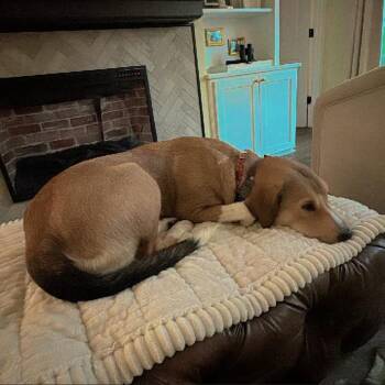 Gia -  Great Pyrenees and Mixed Breed Dog for Adoption in Shorewood, Illinois - Gia | PetCurious