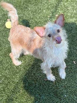 Rescue Wirehaired Terrier Dogs for Adoption in Portland, Maine - Luka | PetCurious