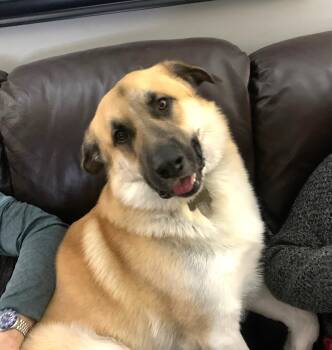 Anatolian Shepherd Dogs Available for Adoption - Bernie (65 Lbs) | PetCurious