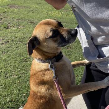 GiGi -  Hound Dog for Adoption in Dallas, Texas - GiGi | PetCurious